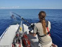 What does the sperm whale say?