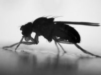Fruit flies adjust to sudden drops in temperature, just keep buzzing about the fruit bowl