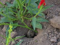Jasmonate-deficient tobacco plants attract herbivorous mammals