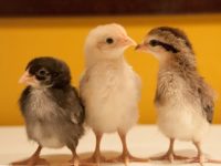 Feral chickens spread light on evolution
