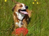 Vets hail Government plans to ban shock collars in England