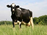 Time is running out to enshrine animal sentience legislation in law pre-Brexit
