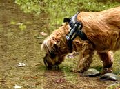 Vets urge caution after increase in reports of toxic blue green algae