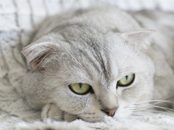 Lop ears & bubble eyes? Avoid ‘wacky race’ towards extreme features in pets, urge vets