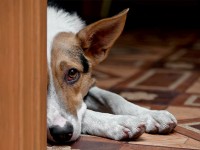 Advanced Animal Illness and Disease Diagnostics