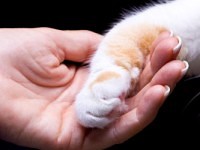 Neutering or Spaying your pet