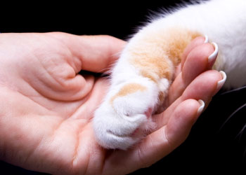 Neutering or Spaying your pet