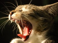Advanced Dentistry for your Pet