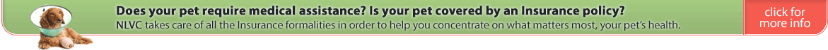 Assistance with Insurance Claims for your Pet