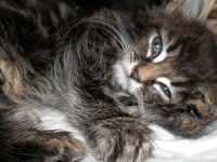 Starting with a bang! Vets offer top tips for keeping pets safe during New Year fireworks