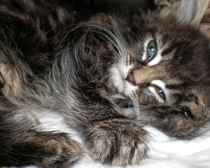 Starting with a bang! Vets offer top tips for keeping pets safe during New Year fireworks