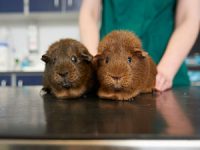 Snow flurries no fun for small furries, warn vets