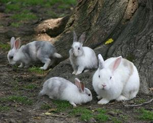 Make sure rabbits are happy bunnies this Easter, say vets