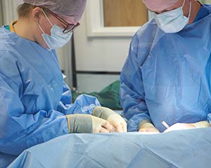 BVA’s biggest ever survey gives a voice to vets on World Veterinary Day