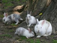 Vets offer advice on new strain of Rabbit Viral Haemorrhagic Disease