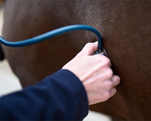 BVA prioritises mental health and wellbeing for whole profession