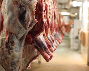 LA-MRSA low risk outcome welcomed by leading vets