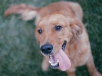 Last chance to prevent legalising painful procedure for Scotland’s dogs