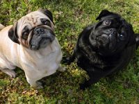 Top vet dog-tired of pug health problems, highlights BBC Radio 4 Today