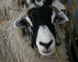 Vets raise concern over sheep anthelmintic reclassification