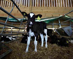 New paper calls on profession to routinely prescribe analgesia alongside local anaesthesia to manage pain in calves