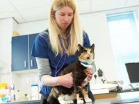 Cats need all nine lives, as vets treat shocking levels of injuries