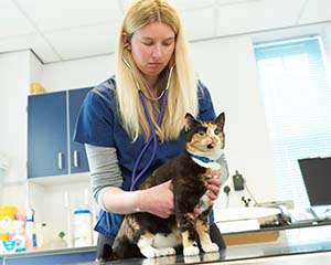 Cats need all nine lives, as vets treat shocking levels of injuries