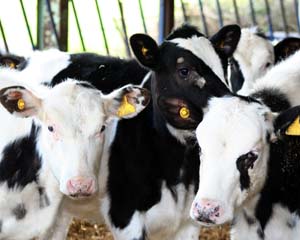 Welcome TB measures offset by lack of clarity within new cull licences