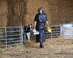 BVA urges Government to turn Brexit farm animal welfare priorities into promises