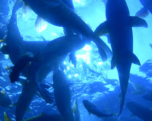 Vets welcome Scottish Government’s action on aquaculture