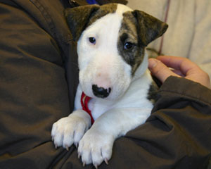 Vets commend Government on new puppy welfare plans