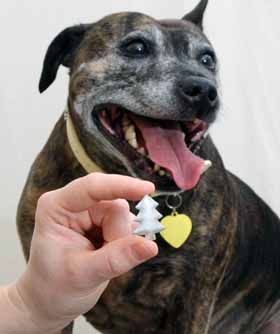 Vets warn pet owners of edible Christmas hazards