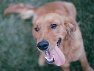 Ban on shock collars in Scotland a win for animal welfare