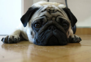 Choose hugs not Pugs this Valentine’s Day, vets urge card retailers and consumers