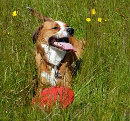 Vets hail Government plans to ban shock collars in England