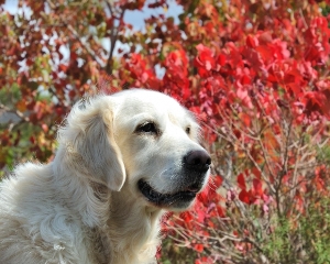 UK’s leading veterinary body debunks link between canine autism and vaccination