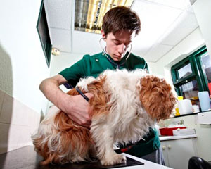 Vets urge responsible antibiotic use by pet owners