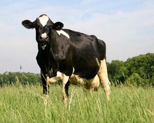 Time is running out to enshrine animal sentience legislation in law pre-Brexit