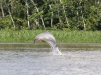 River dolphins are declining steeply in the Amazon basin