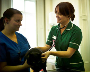 Don’t be afraid to reach out to colleagues, say BVA and Vetlife