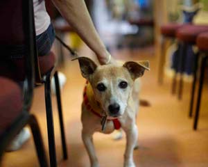 BVA welcomes first ever protocol for animals in health care