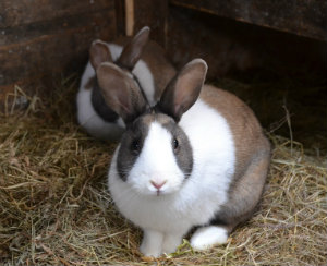 Vets issue ‘bunny spoilers’ ahead of Rabbit Awareness Week