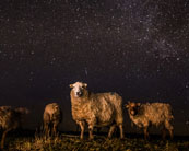 Vets invited to get snap happy for BVA’s third ‘Veterinary photographer of the year’ competition