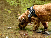 Vets urge caution after increase in reports of toxic blue green algae