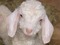 New veterinary paper calls for anaesthesia and analgesia use for pain management during goat disbudding