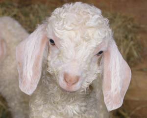 New veterinary paper calls for anaesthesia and analgesia use for pain management during goat disbudding