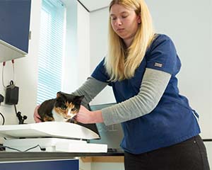 Leading veterinary employers and practice representatives team up to tackle workforce crisis
