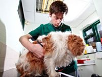 Dog rescuers risk harming UK dogs and owners by importing dangerous exotic diseases into the country, vets warn