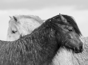 Picture-perfect ponies and puppies pip competitors to the post in third BVA Veterinary Photographer of the Year competition