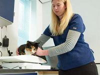 Leading veterinary employers and practice representatives team up to tackle workforce crisis